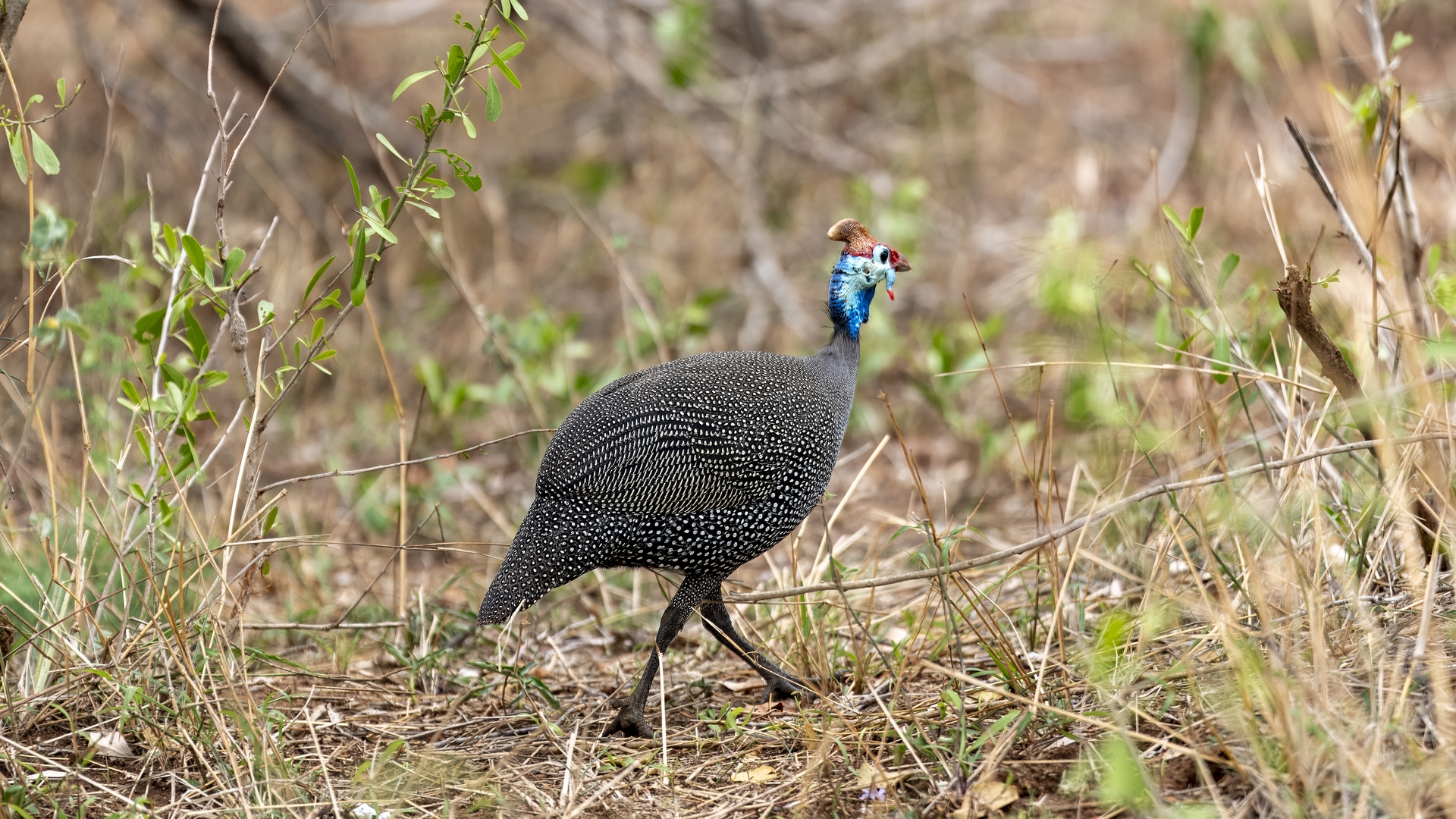 Kruger25 2025 10 28 09 48 47 ILCE 9M3 91